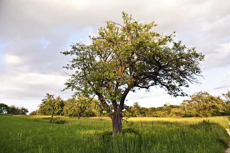 tree in sunset and green grass