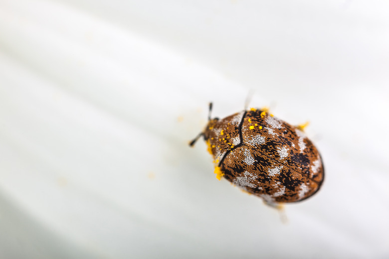 varied carpet beetle