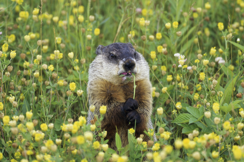 Groundhog (Marmota monax) snacking on a plant.