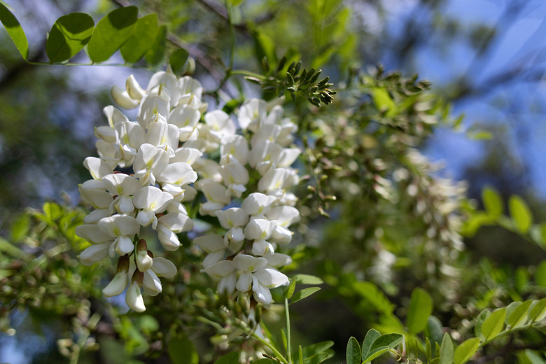 Black Locust Flowers