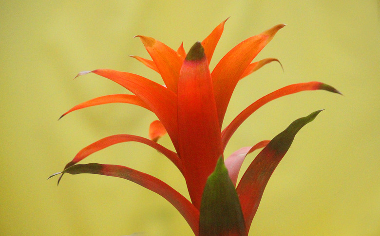 guzmania plant on yellow background