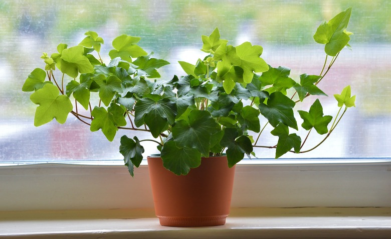 Close up of Ivy in brown flowerpot against window, New England, USA