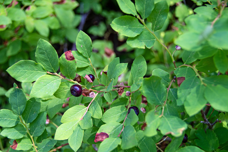 Wild huckleberries in northeastern Oregon.