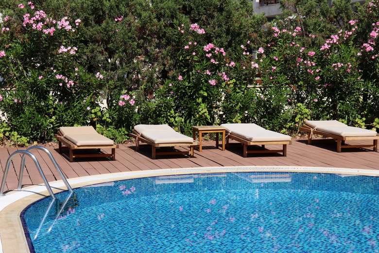 Swimming pool and deck chairs bordered by a tropical garden with oleander flowers.