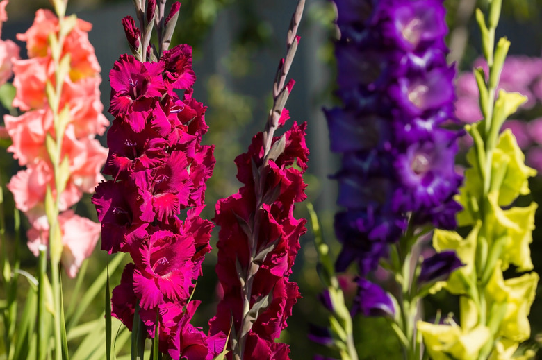 Gladioli, sword-lilies, multicolored gladioli bloom in the garden. Closeup of gladiolus flowers. Bright gladioli bloom in summer. Large flowers and buds on a green background.