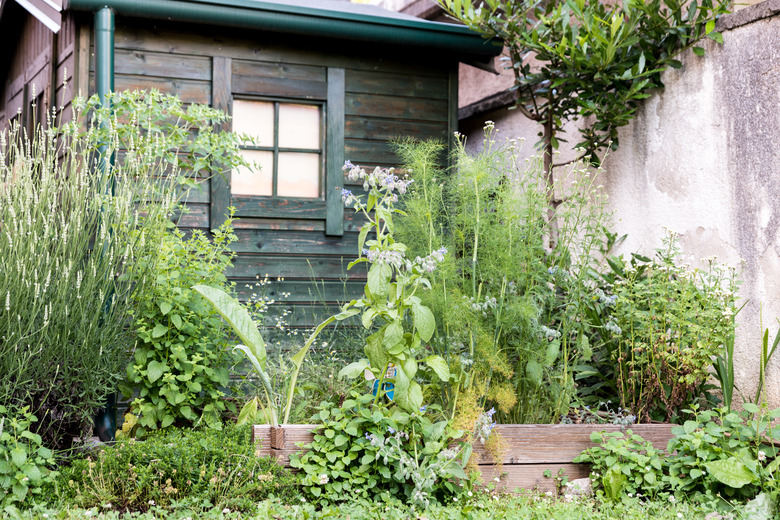 Green garden shed near herb garden in backyard.