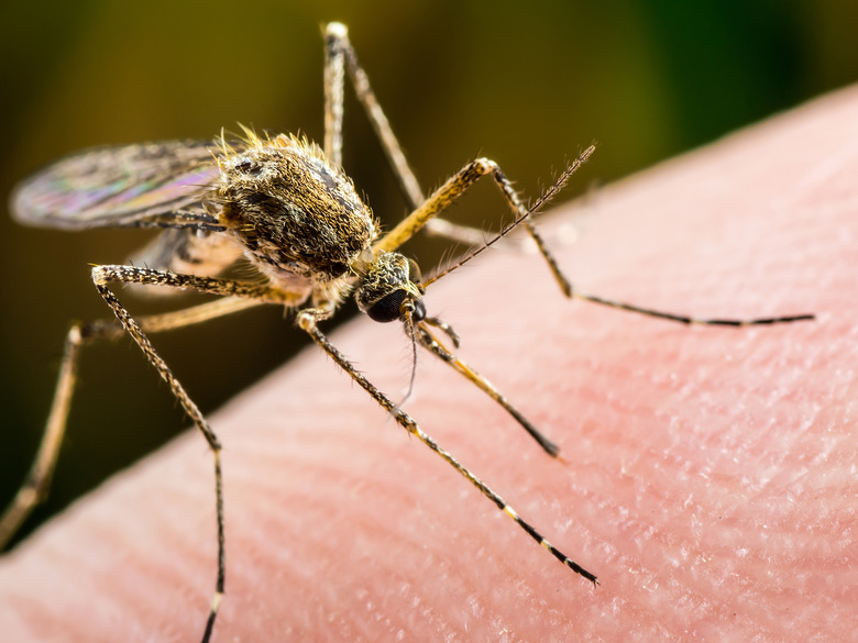 Yellow Fever, Malaria or Zika Virus Infected Mosquito Insect Macro