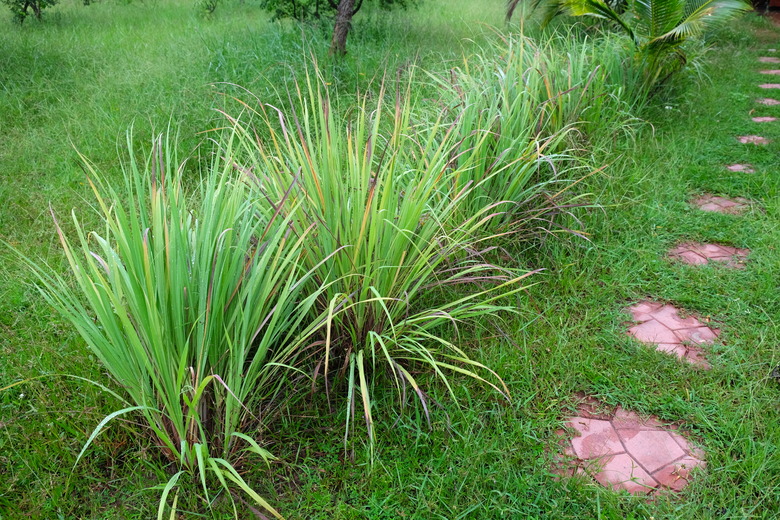 Lemongrass or Cymbopogon citratus,  Herb , Thailand