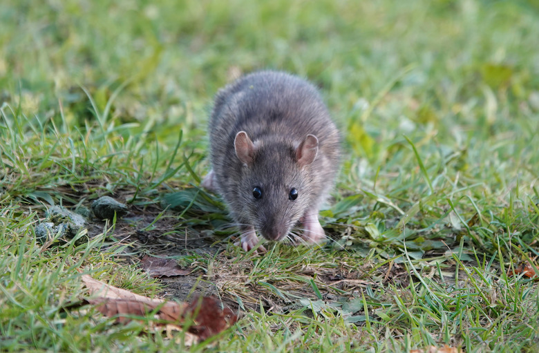 Front view of a brown rat walking through grass.