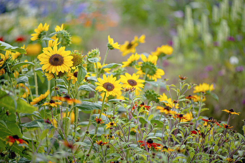 Beautiful summer flowering yellow sunflowers - Helianthus annuus, in soft sunshine