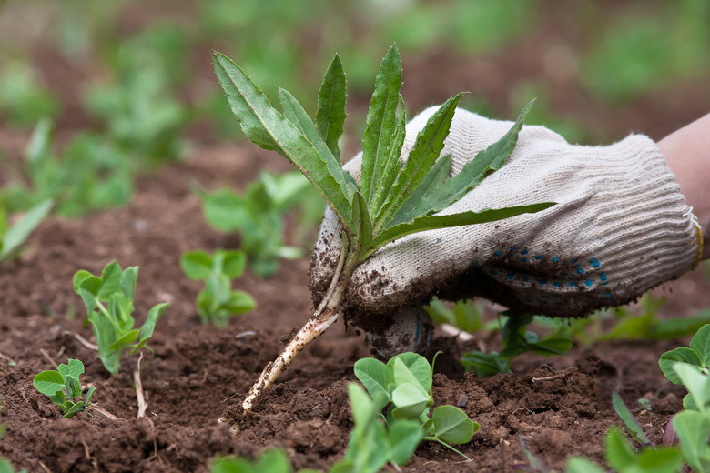 weeding in the vegetable garden, closeup