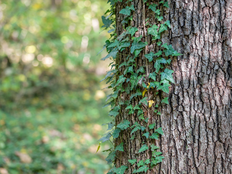 English ivy vine on tree.