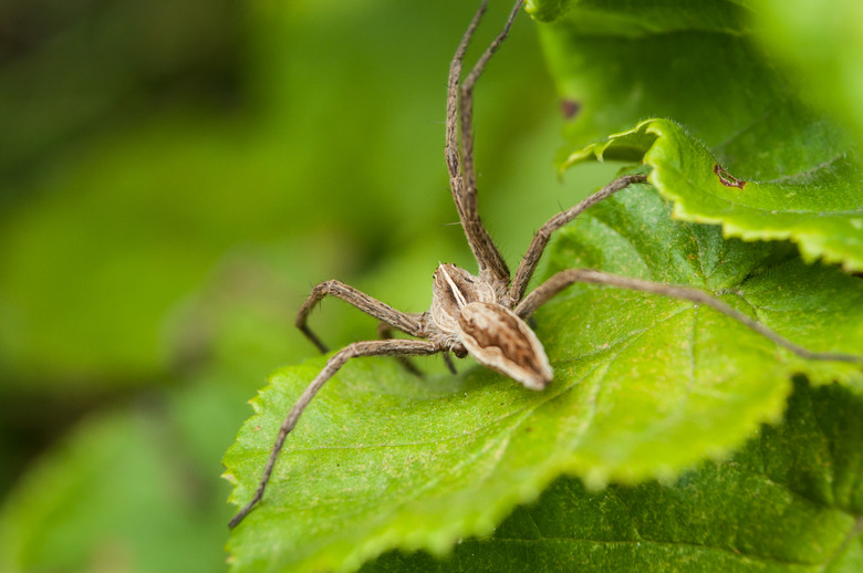 Brown spider on plant leaf in garden.