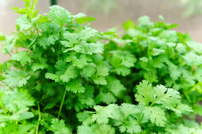 Coriander/cilantro growing in the garden.