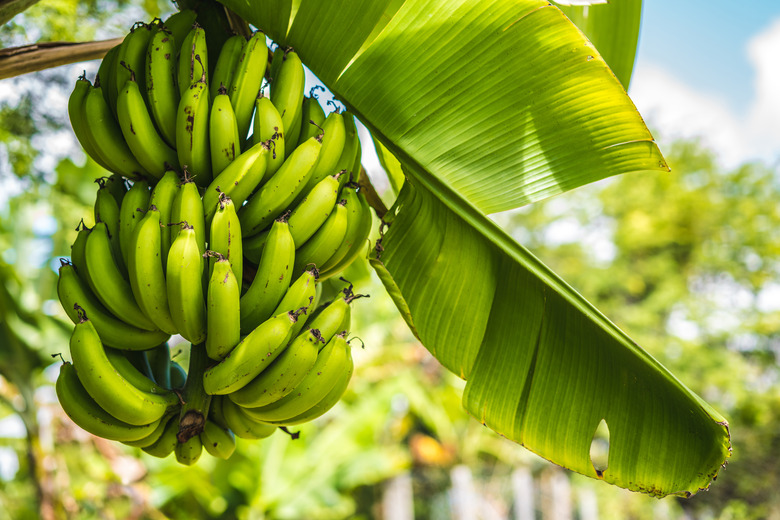 Bunch of green fresh Bananas