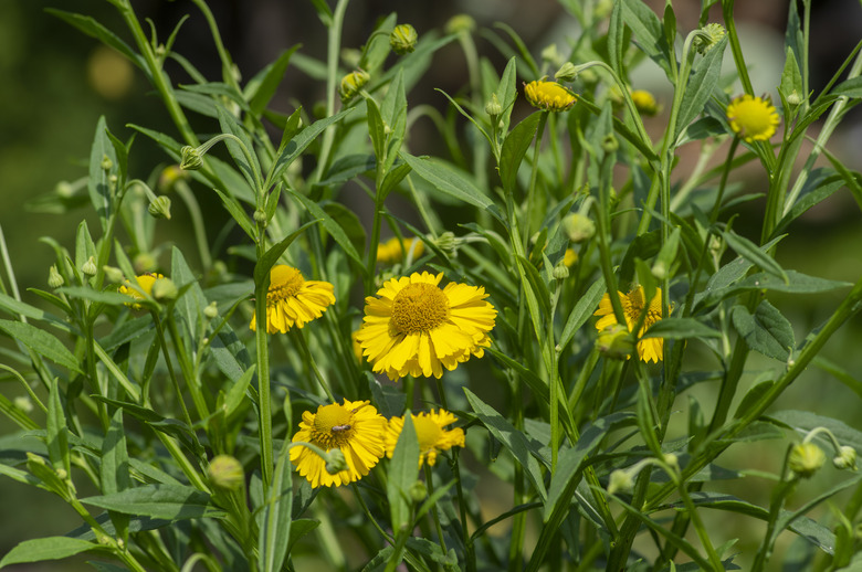 Helenium autumnale common sneezeweed in bloom, bunch of yellow flowering flowers, high shrub with leaves