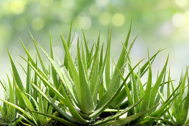 Aloe vera in a garden.