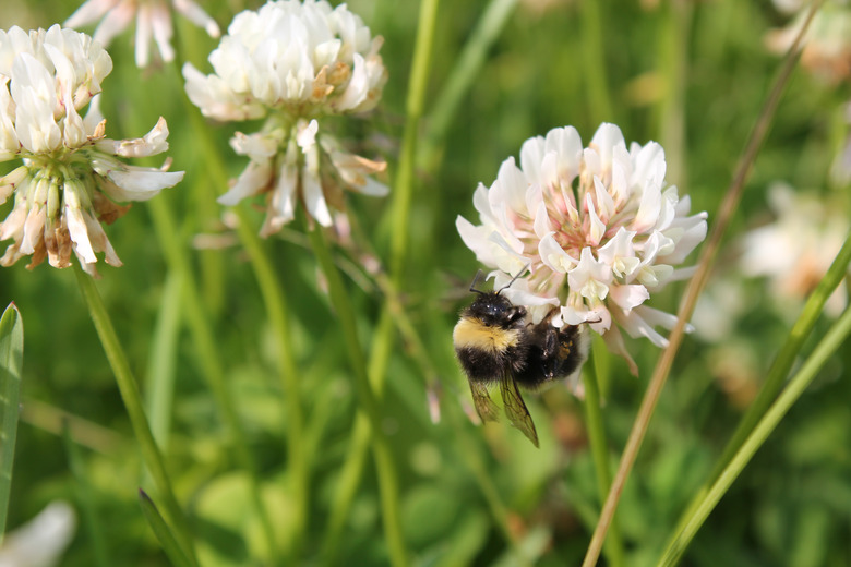 Bumblebee sitting on white clover flower.