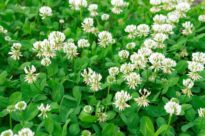 white clover flowers. Dutch clover on lawn in spring or summer garden. floral background. Blooming ecology nature landscape