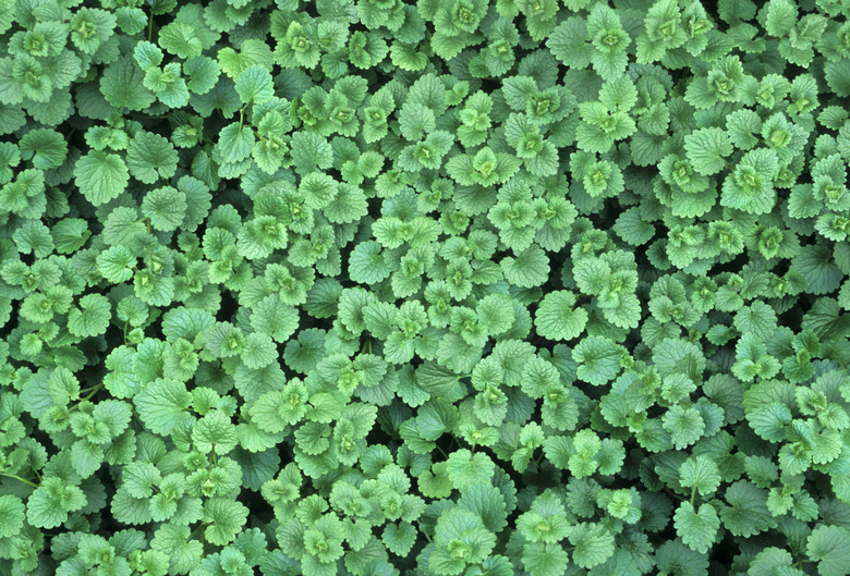 Creeping Charlie (Glechoma hederacea)