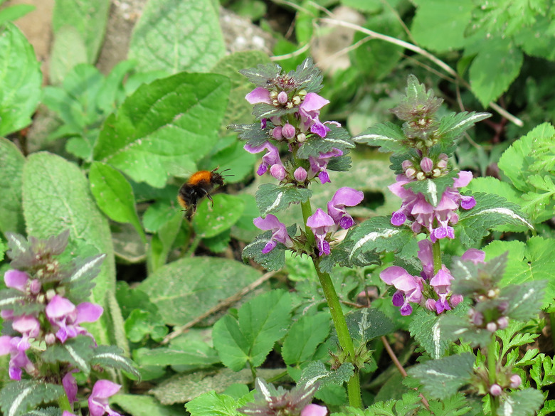 Lamium amplexicaule with bumblebee