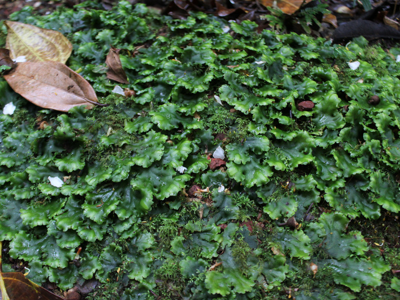 Liverworts growing in the tropical cloud forests of Costa Rica