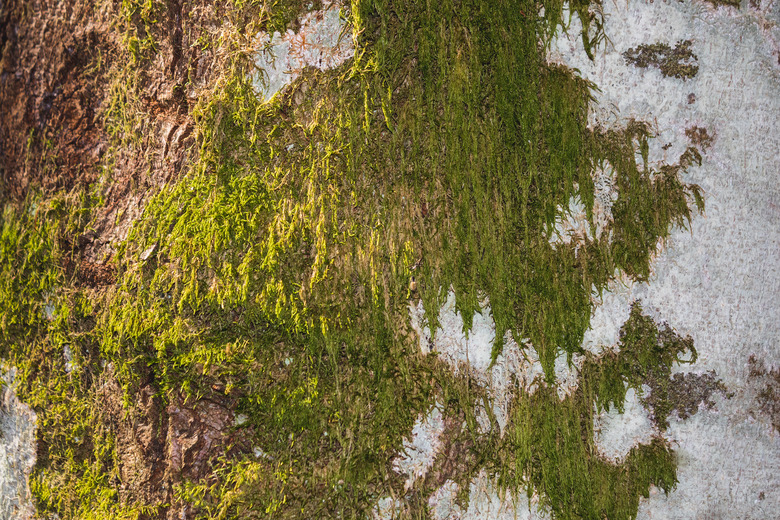 green moss on white birch tree bark