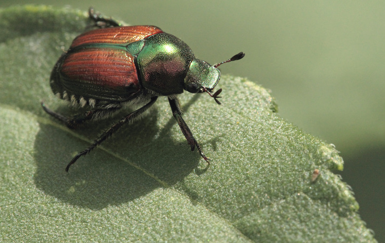 Japanese beetle (Popillia japonica) on a leaf.