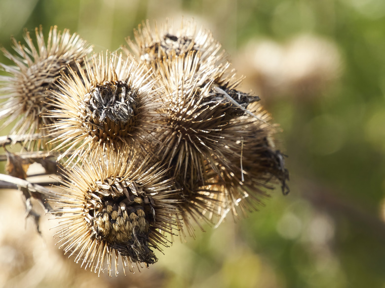 Sunlit Burrs