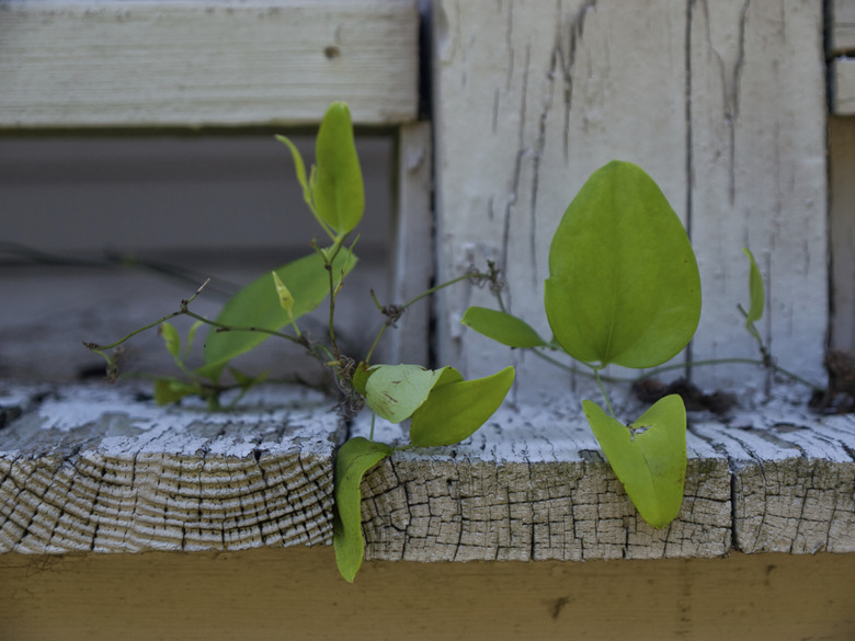 Weeds growing through an old deck