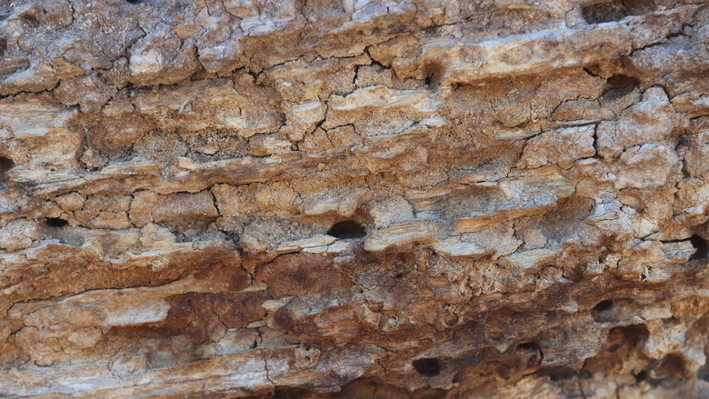 Bark of a tree eaten by a bug.