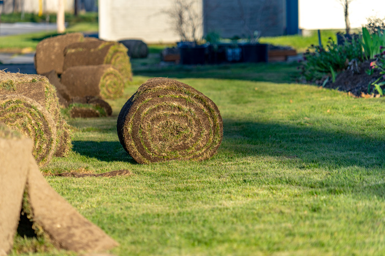 Rolls of fresh sod lawn grass ready for planting