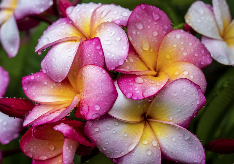 Frangipani flowers in the rain.