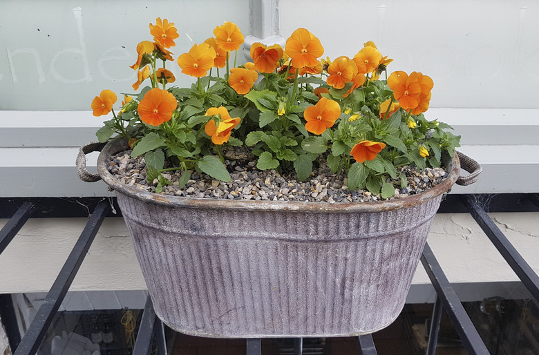 Burnt-orange pansies growing in a galvanized steel tub.