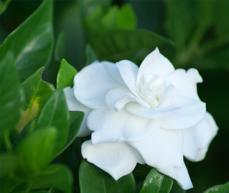 gardenias