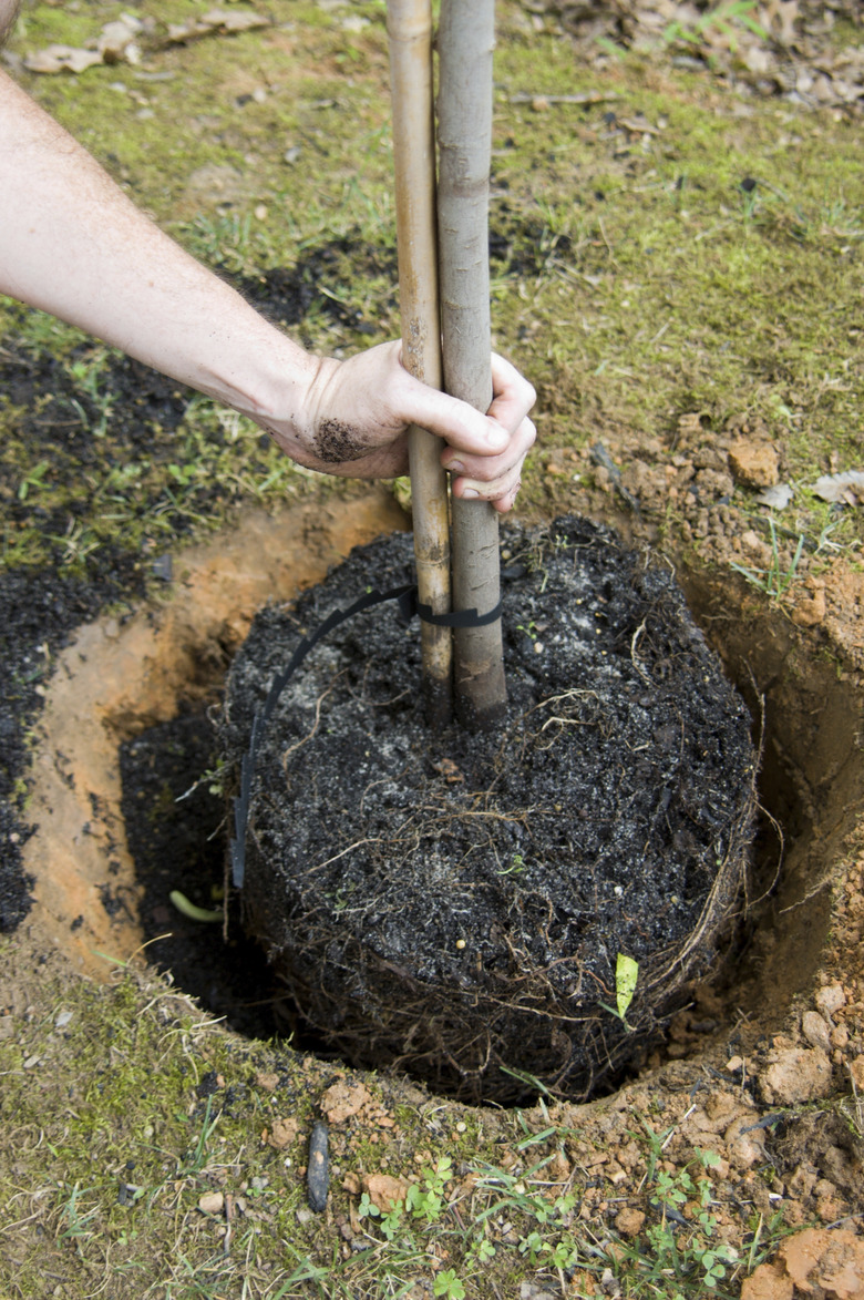 Planting a Tree Series