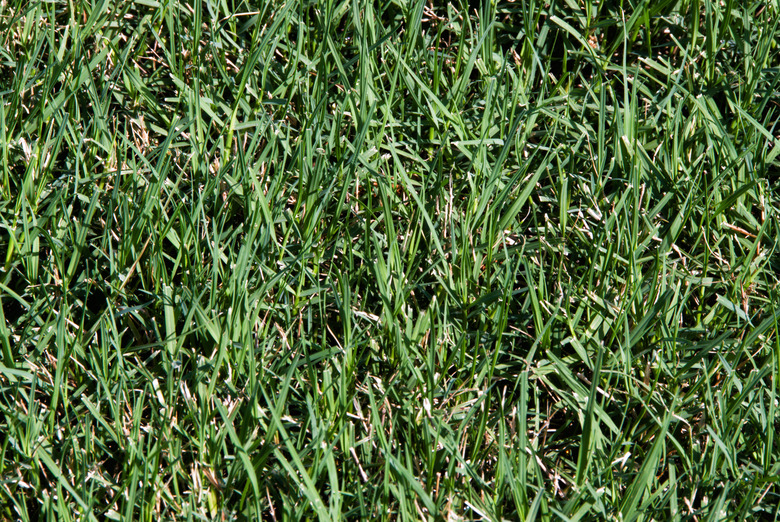 Thick Bermuda Grass Growing in a Lawn