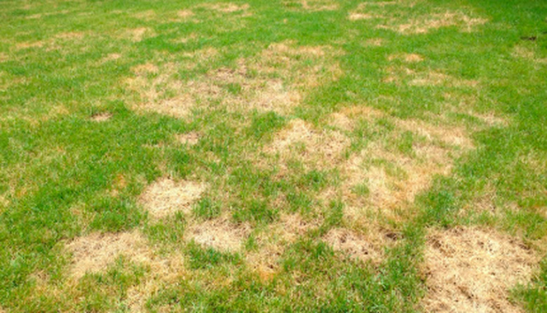 Lawn with brown spots.