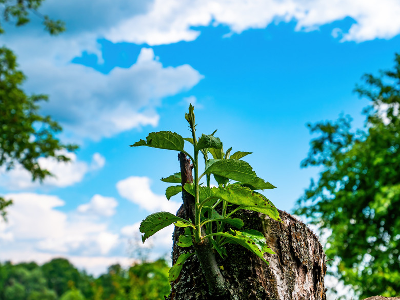 Green shoots growing from cut stump.