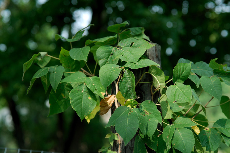 Poison Ivy Growing on Fence Post