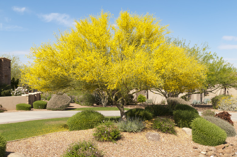 Palo Verde Tree In Bloom