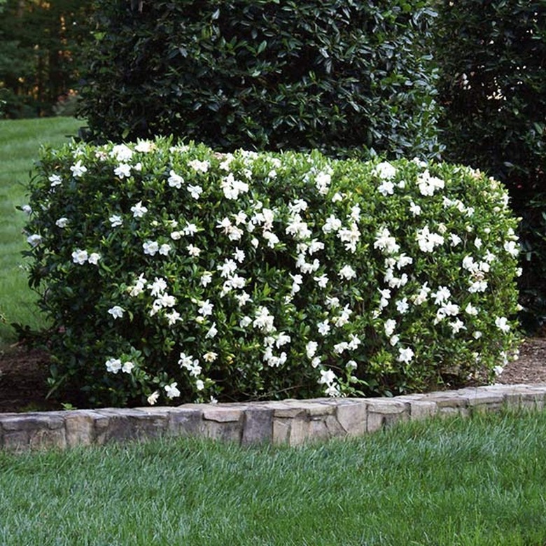 A gardenia bush in a garden planted near a retaining wall