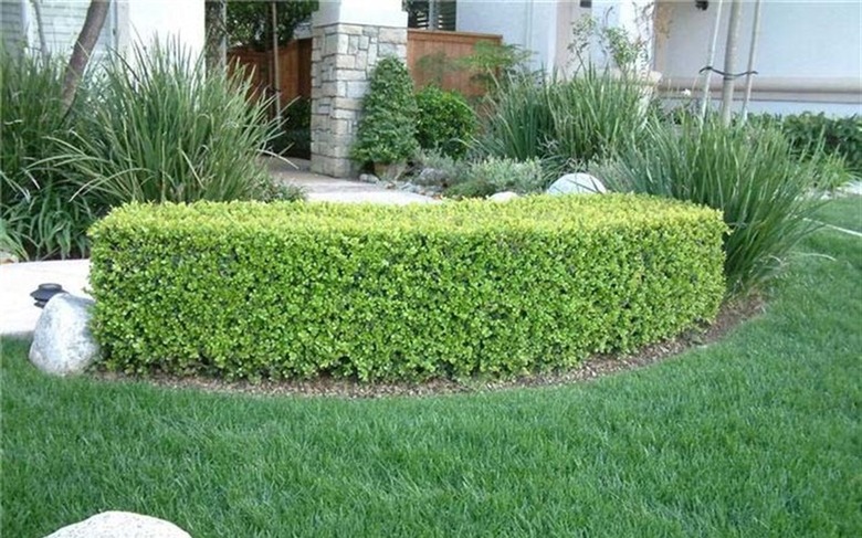 Japanese boxwood shrub in a suburban yard