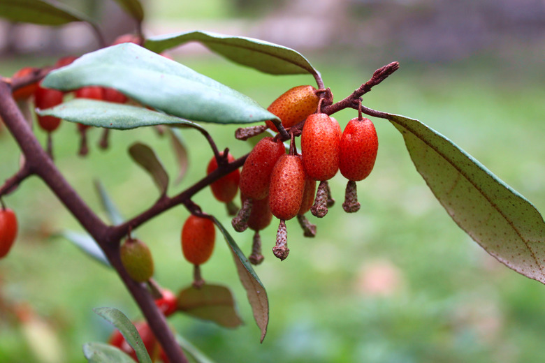 Fruits 'Elaeagnus pungens' close-up