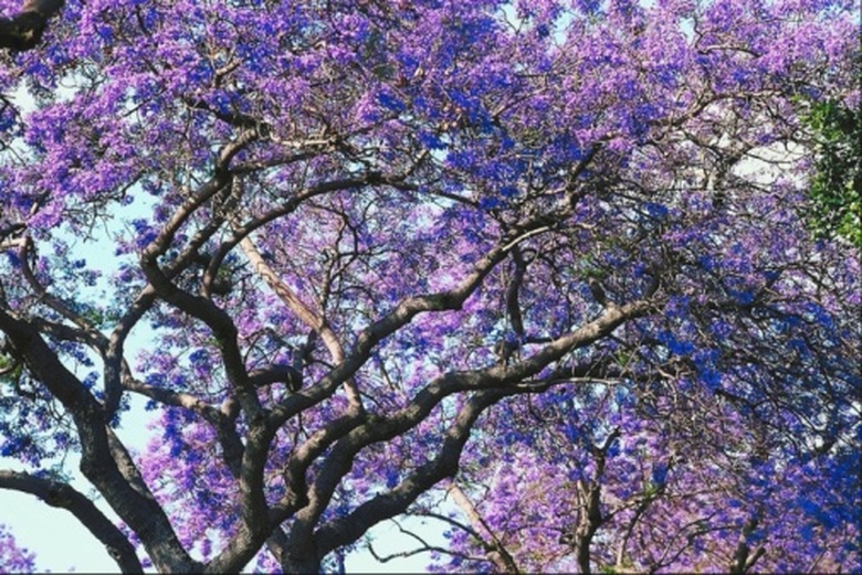 Tropical jacaranda tree.