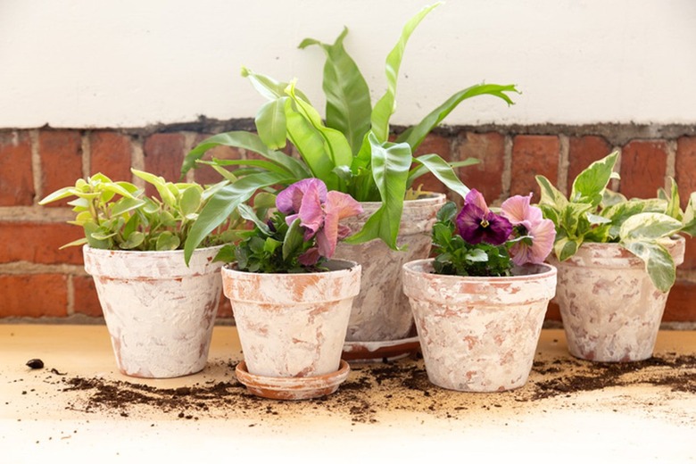 Flowers and plants in terra-cotta planters, textured with white plaster of Paris, to look antique.