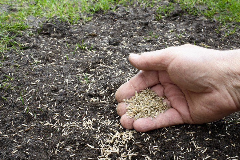 Grass seeds