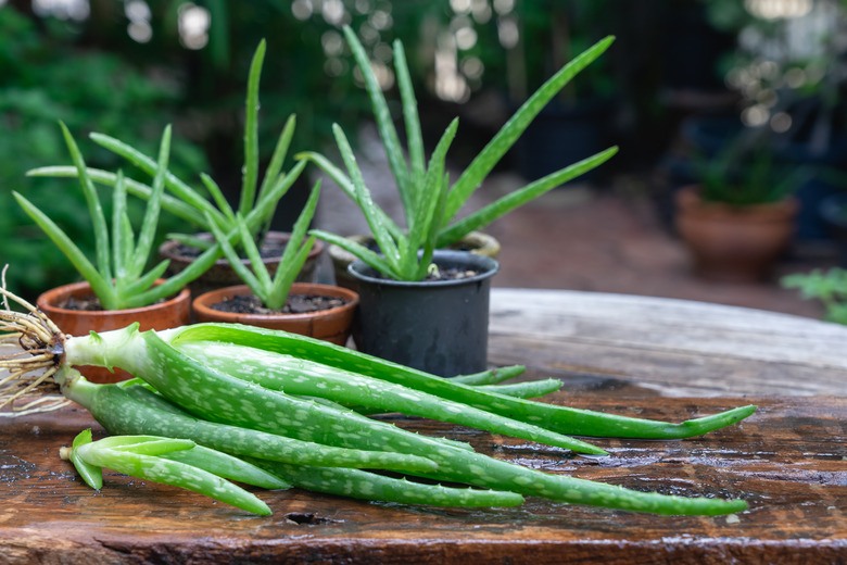 Aloe vera plants.