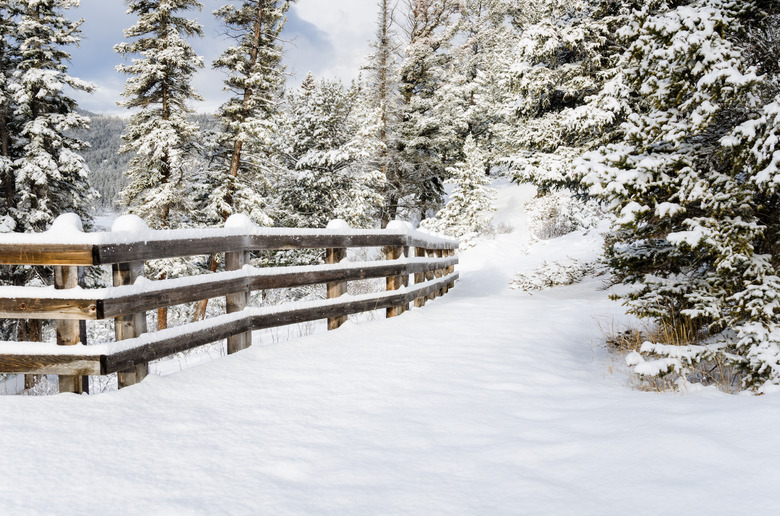 Snowy Forest Path Lined with a Fence