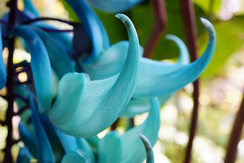 Strongylodon macrobotrys (Jade vine) closeup photo